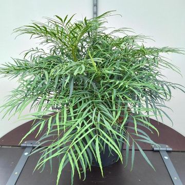Mahonia eurybracteata 'Soft Caress'