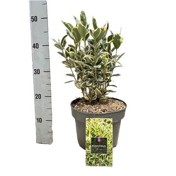 Euonymus japonicus 'Браво'