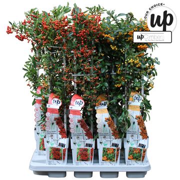 Pyracantha MIX