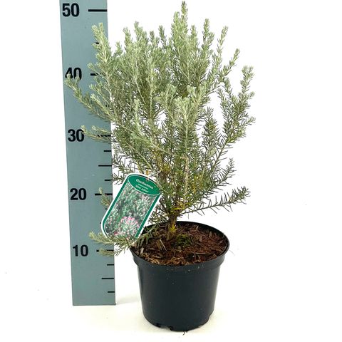Ozothamnus rosmarinifolius 'Silver Jubilee'