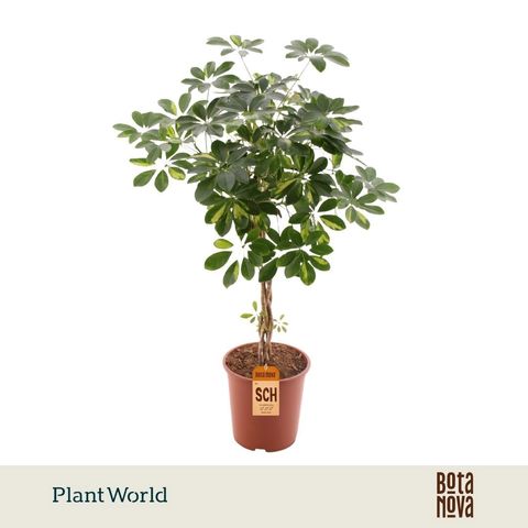 Schefflera arboricola 'Gold Capella'