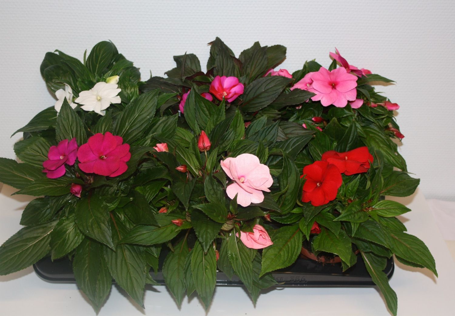 Impatiens NEW GUINEA MIX Plant Wholesale FlorAccess   Fhji2chm9qs174ig127ljfdgvc3skqsog14tc9eo Big 