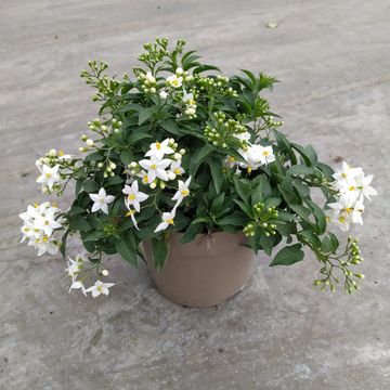 Solanum jasminoides