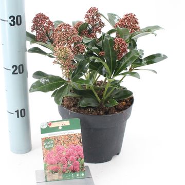 Skimmia japonica RUBESTA OPTIMA