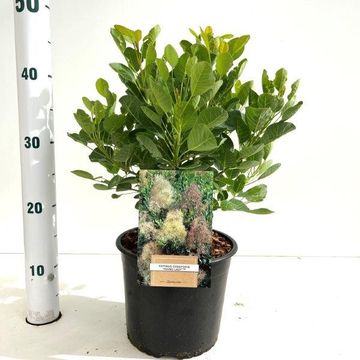 Cotinus coggygria 'Young Lady'