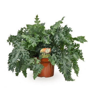 Phlebodium aureum DAVANA