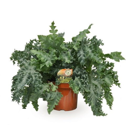 Phlebodium aureum DAVANA