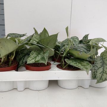 Scindapsus pictus 'Argyraeus'