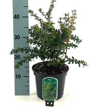 Berberis buxifolia 'Nana'