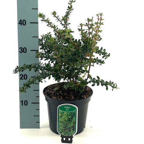 Berberis buxifolia 'Nana'