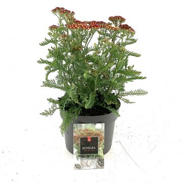 Achillea millefolium MILLY ROCK RED