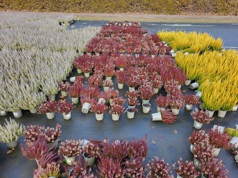 Calluna vulgaris 'Zorina'