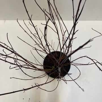 Cornus alba 'Elegantissima'