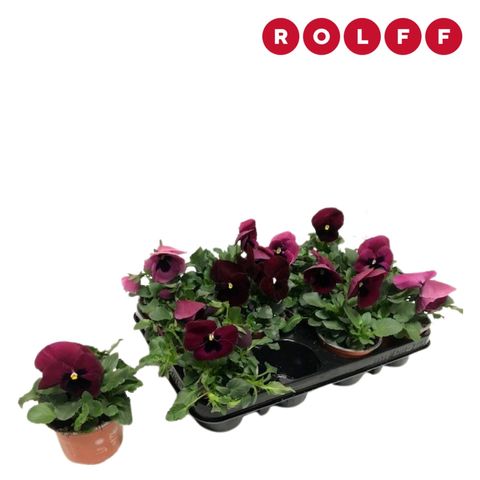 Viola EVO PINK SHADES