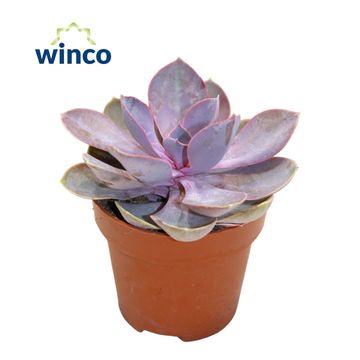 Echeveria 'Metallica Pearl'