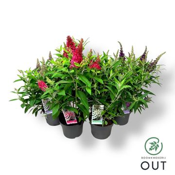 Buddleja davidii BUTTERFLY CANDY MIX
