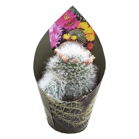 Mammillaria bocasana