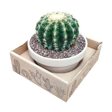 Echinocactus grusonii brevispinus