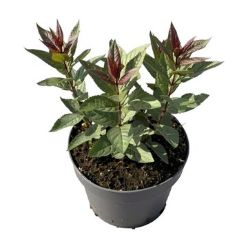 Veronicastrum virginicum 'Erika'
