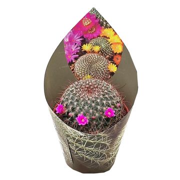 Mammillaria 'Ginsa Maru'