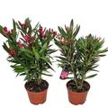 Nerium oleander MIX