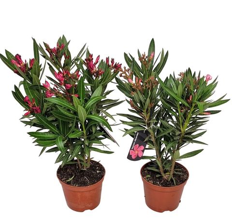 Nerium oleander MIX