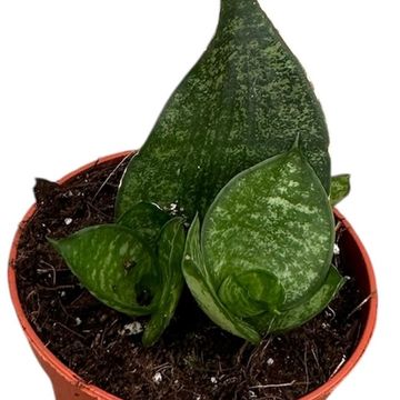 Sansevieria 'Ehrendel'