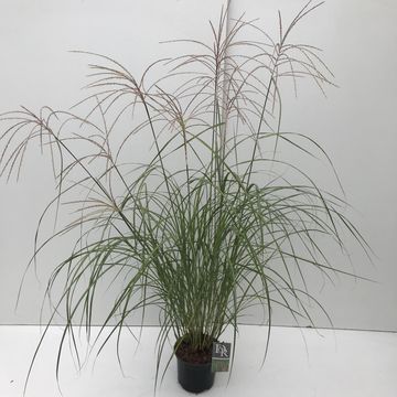 Miscanthus sinensis 'Фламинго'