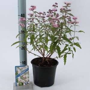 Caryopteris x clandonensis PINK PERFECTION (About Plants Zundert BV)