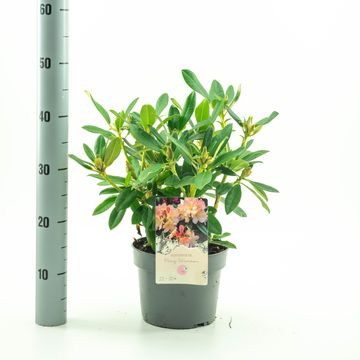 Rhododendron 'Percy Wiseman' (Y)