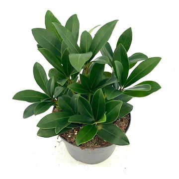 Skimmia japonica 'Rubella'