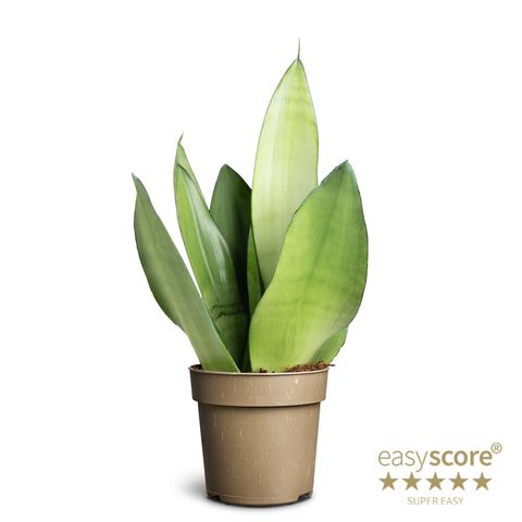 Sansevieria trifasciata 'Moonshine'