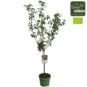 Prunus domestica 'Opal'