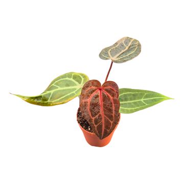 Anthurium DocBlock Anthurium Purple Rain® '27' X Red Velvet Cake® '24'