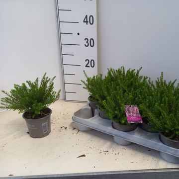 Erica x darleyensis 'Ghost Hills'