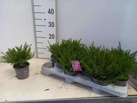 Erica x darleyensis 'Ghost Hills'
