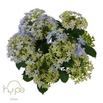 Hydrangea macrophylla 'Double Dutch Blue'