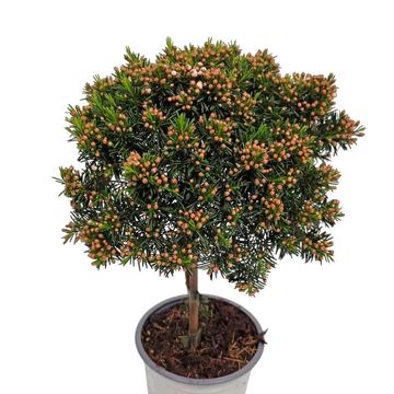 Chamelaucium uncinatum 'Snow Flake'