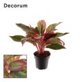 Aglaonema CRETE