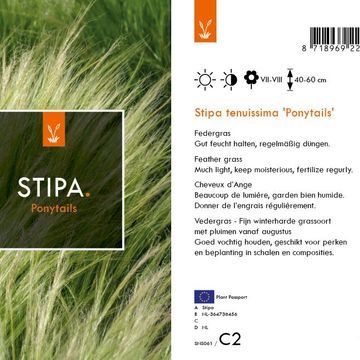 Stipa tenuissima 'Ponytails'