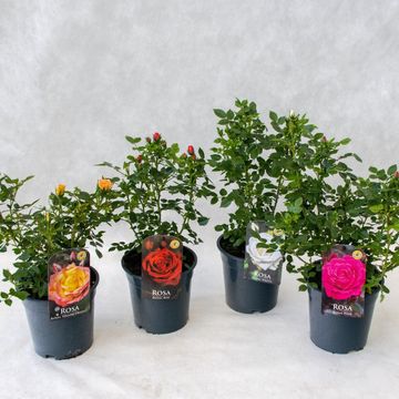 Rosa MIX