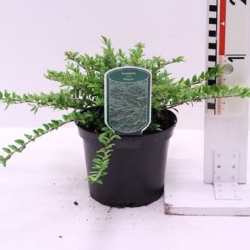 Lonicera nitida 'Maigrün'