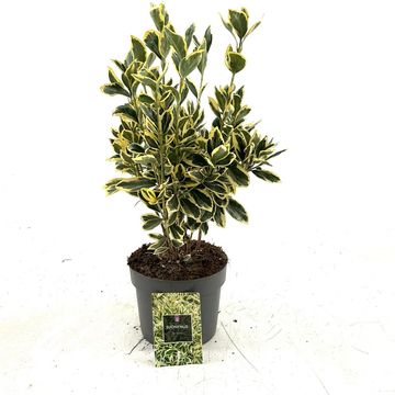 Euonymus japonicus 'Bravo'