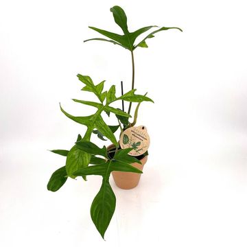 Philodendron pedatum 'Glad Hands'