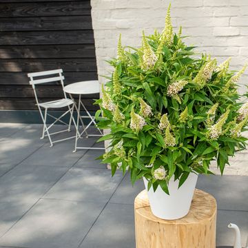 Buddleja davidii BUTTERFLY CANDY LITTLE WHITE