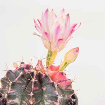 Gymnocalycium mihanovichii 'Variegata'