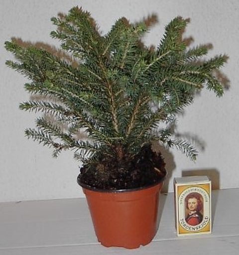 Picea abies 'Nidiformis'