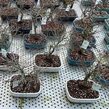 Acer palmatum 'Kiyohime'