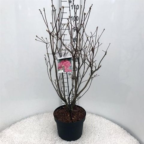 Rhododendron 'Homebush' (AK)