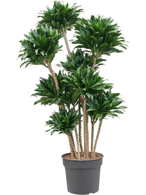 Dracaena fragrans 'Compacta'